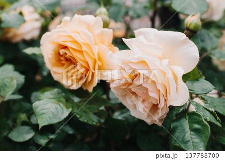 Beautiful peach pink Rose flowers in a spring garden after the rain. Beautiful peach pink Rose flowers in a spring garden after the rain. 137788700