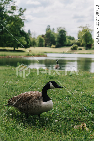 Cute goslings with their mother goose in the meadow. Cute goslings with their mother goose in the meadow. 137788733