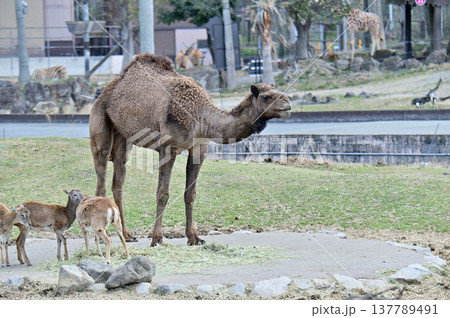 ヒトコブラクダ ヒトコブラクダ 137789491