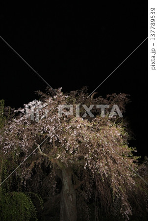 京都　円山公園　桜守佐野藤右衛門の祇園しだれ桜 137789539