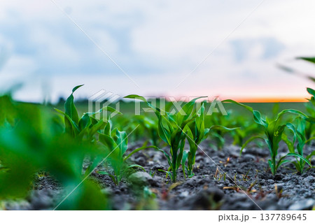 Young corn plants growing in rows on a fertile farm field, with a vibrant orange and blue sunset sky in the background, symbolizing new life, agricultural success, and sustainable food production 137789645