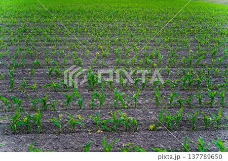 Young corn plants growing in rows across a vast agricultural field, symbolizing new beginnings, sustainability, and healthy food production Young corn plants growing in rows across a vast agricultural field, symbolizing new beginnings, sustainability, and healthy food production 137789650