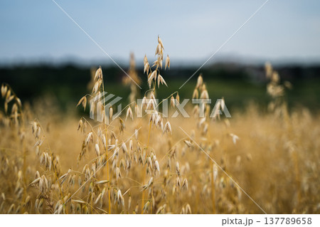 Golden oat field showcasing ripening grains ready for harvest under a clear sky, representing agriculture, healthy food, sustainable farming, and natural growth 137789658