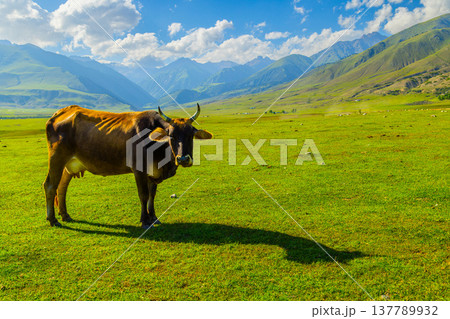 Serene cow standing in green field in Kyrgyzstan mountains Serene cow standing in green field in Kyrgyzstan mountains 137789932