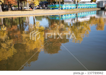 紅葉した樹木(葛飾区水元公園) 紅葉した樹木(葛飾区水元公園) 137789942