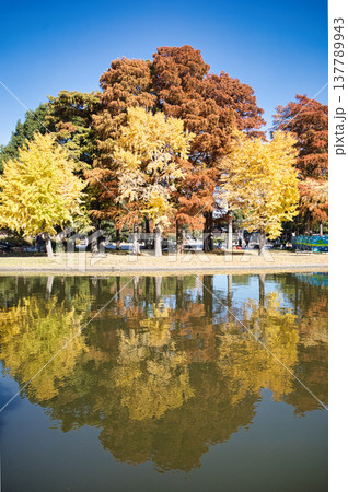 紅葉した樹木（葛飾区水元公園） 137789943