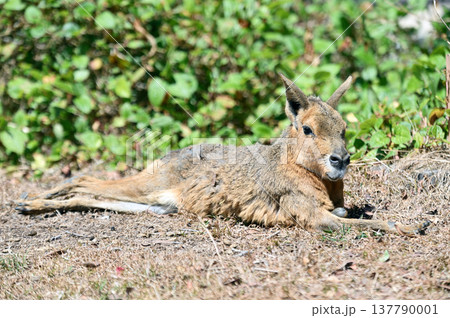 可愛いマーラ 可愛いマーラ 137790001