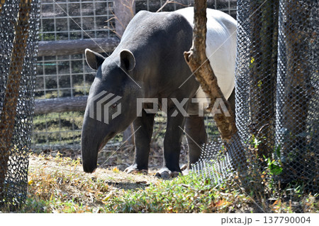 マレーバク 137790004