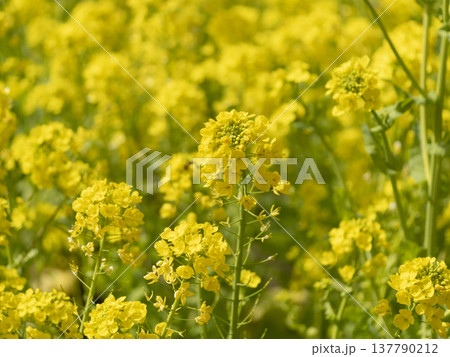 花壇に咲く菜の花 花壇に咲く菜の花 137790212