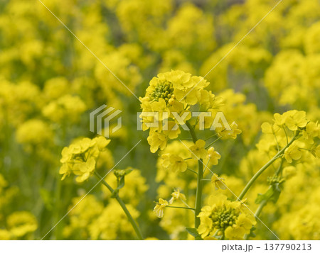 花壇に咲く菜の花 花壇に咲く菜の花 137790213