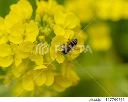 菜の花とミツバチ 菜の花とミツバチ 137790383