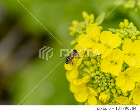 菜の花とミツバチ 菜の花とミツバチ 137790384