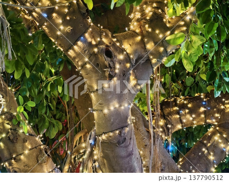 Enchanted Festive Scene, Closeup Of Textured Bark Beneath Festive Illuminated Canopy In Evening Garden Enchanted Festive Scene, Closeup Of Textured Bark Beneath Festive Illuminated Canopy In Evening Garden 137790512