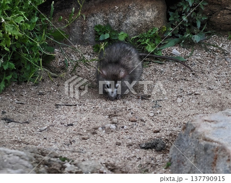 Brown Small Creature Foraging Among Plants, Cautious Rodent Searching For Food In Sunlight Setting 137790915