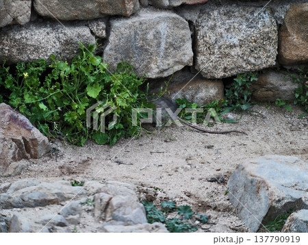 Rustic Textured Scene, Rough Stone Wall With Greenery, Sunlit Mossy Crevices Amid Rustic Masonry 137790919