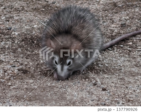 Concentrated Small Brown Rodent Delicately Nibbling Seeds On Sandy Ground With Touchsensitive Whiskers Concentrated Small Brown Rodent Delicately Nibbling Seeds On Sandy Ground With Touchsensitive Whiskers 137790926