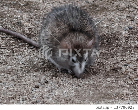 Rat Searches Food, Vigilant Brown Rat Traverses Sandy Ground In Search Of Food Quickly And Discreetly 137790928