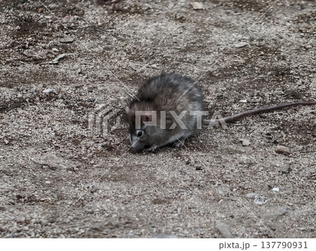 Small Rodent On Earthy Soil, Serene Image Of Small Brown Creature Munching On Dusty Ground In Nature Small Rodent On Earthy Soil, Serene Image Of Small Brown Creature Munching On Dusty Ground In Nature 137790931
