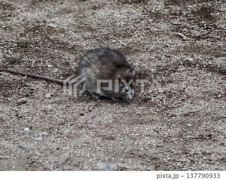 Quiet Cautious Creature, Earthtoned Animal Alert And Resting, Seated Small Mammal Observing Terrain Quietly 137790933