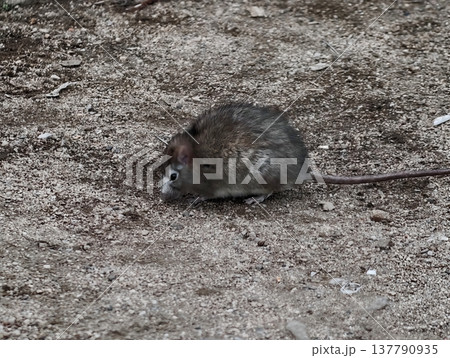 Animal In Natural Environment Looks Directly, Wildlife Moment Captured With Animal Focusing On Camera 137790935