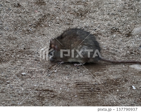 Detailed Shot Of Curious Rat Investigating Coarse Sandy Gravel With Sharp Whiskers And Bright Eyes 137790937