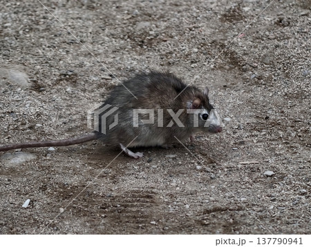 Wildlife Study In City Environment, Casual Snapshot Capturing Brown Rat In Natural Urban Setting 137790941