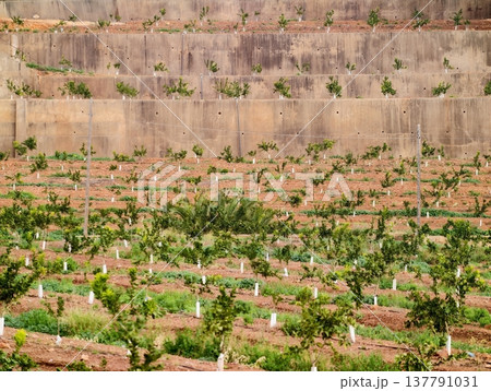 Plantation Pattern With Protective Containers, Land Development With Saplings In Structured Alignment Plantation Pattern With Protective Containers, Land Development With Saplings In Structured Alignment 137791031