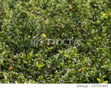 Juicy Oranges Basking In Sunlight, Bright Canopy Displaying Mature Oranges Amidst Verdant Lush Leaves Juicy Oranges Basking In Sunlight, Bright Canopy Displaying Mature Oranges Amidst Verdant Lush Leaves 137791041