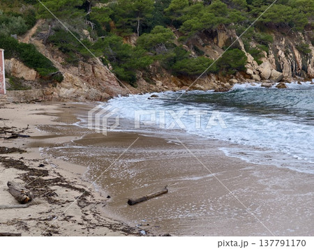 Seaside Tranquility With Driftwood, Gentle Waves Meet Sandy Shore With Scattered Pine Needles And Mist 137791170