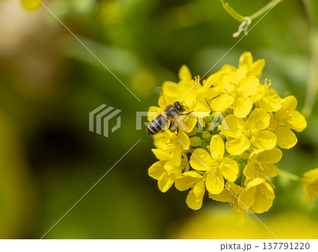 菜の花の蜜と花粉を集めるミツバチ 137791220