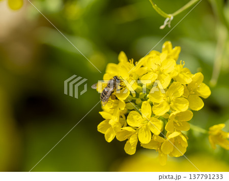 菜の花の蜜と花粉を集めるミツバチ 菜の花の蜜と花粉を集めるミツバチ 137791233