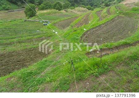 大阪府千早赤阪村下赤阪の田植え前の棚田を撮影 137791396