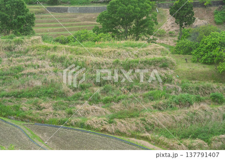 大阪府千早赤阪村下赤阪の田植え前の棚田を撮影 137791407