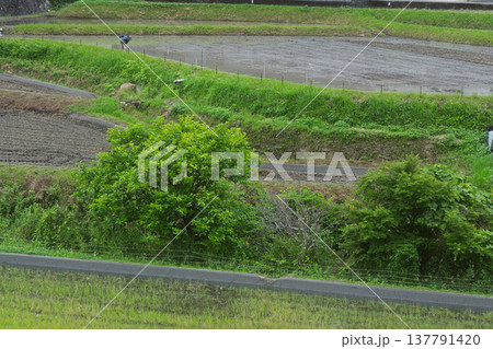 大阪府千早赤阪村下赤阪の田植え前の棚田を撮影 大阪府千早赤阪村下赤阪の田植え前の棚田を撮影 137791420