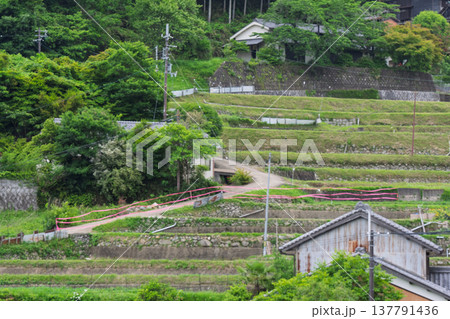 大阪府千早赤阪村下赤阪の田植え前の棚田を撮影 大阪府千早赤阪村下赤阪の田植え前の棚田を撮影 137791436