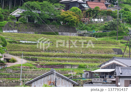 大阪府千早赤阪村下赤阪の田植え前の棚田を撮影 大阪府千早赤阪村下赤阪の田植え前の棚田を撮影 137791437