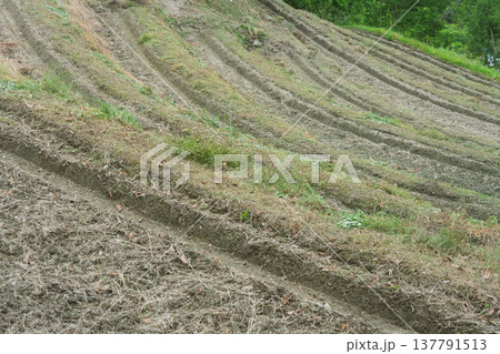 大阪府千早赤阪村下赤阪の田植え前の棚田を撮影 大阪府千早赤阪村下赤阪の田植え前の棚田を撮影 137791513