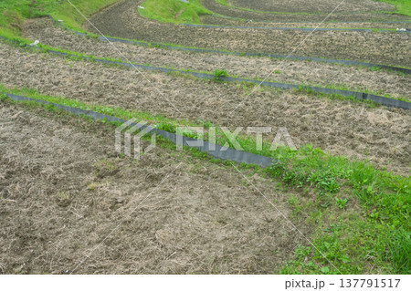 大阪府千早赤阪村下赤阪の田植え前の棚田を撮影 137791517