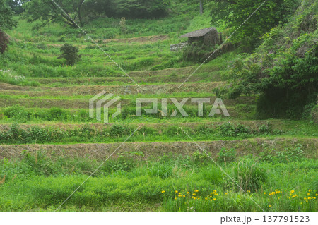 大阪府千早赤阪村下赤阪の田植え前の棚田を撮影 137791523