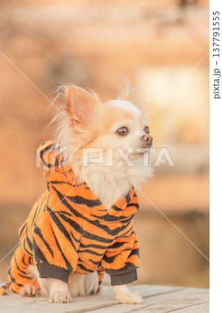 Chihuahua dog, white color with long hair, wearing brindle clothes. Dog, pet outdoors. Chihuahua dog, white color with long hair, wearing brindle clothes. Dog, pet outdoors. 137791555