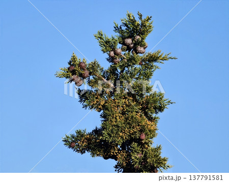 Solitary Pine Silhouette, Serene Green Tree Against Sky, Calm Conifer Standing Tall Among Clouds 137791581