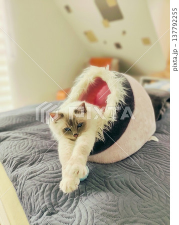 A charming purebred kitten is resting in a soft bed. A charming purebred kitten is resting in a soft bed. 137792255