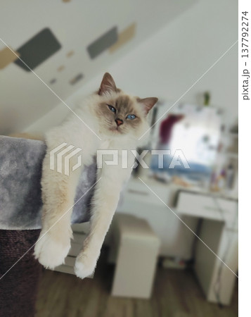 Relaxed posture: The Burmese cat hangs its front paws over the surface of its bed 137792274