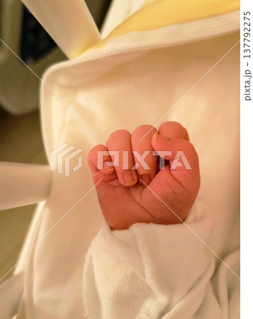 A newborn baby clenching his fist, close-up 137792275