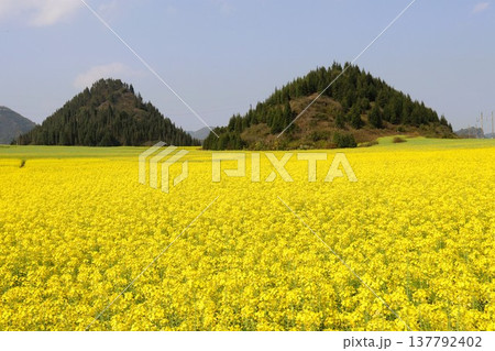 菜の花畑の絨毯 羅平 中国 雲南省 アジア 菜の花畑の絨毯 羅平 中国 雲南省 アジア 137792402