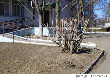 Carefully pruned trees and ornamental shrubs near city building. Professional landscaping and spring garden maintenance 137792471