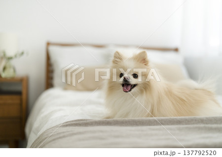 ベッドの上に座るポメラニアン　 137792520