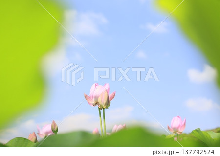 空に向かって咲くピンクの蓮の花 空に向かって咲くピンクの蓮の花 137792524