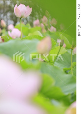夏の蓮池・清浄なる花 137792588