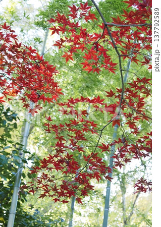 竹林を背に紅葉したモミジの木 137792589